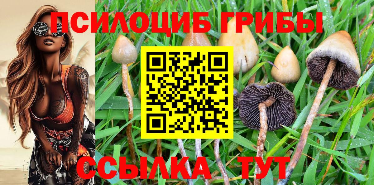 Павловский Посад  Галлюциногенные грибы мицелий  Вход с VPN  Псилоцибиновые грибы Psilocybine cubensis 